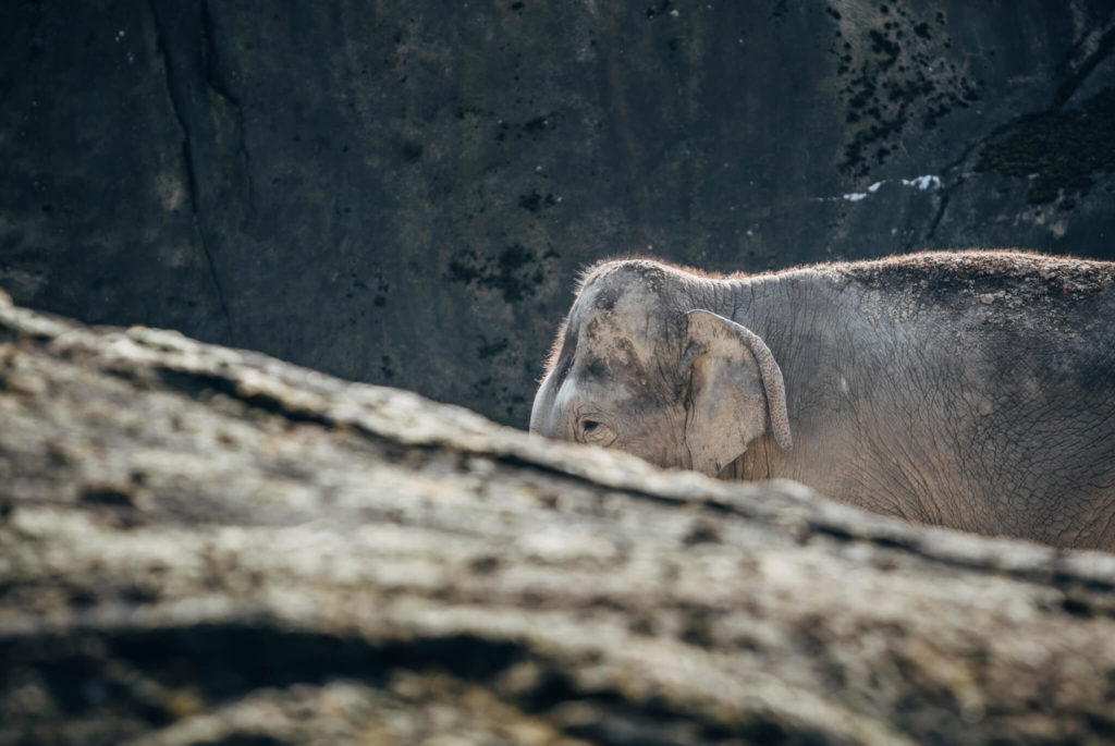 Zoo Köln